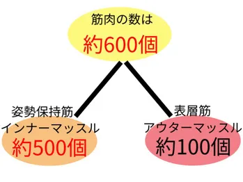 インナーマッスルの数